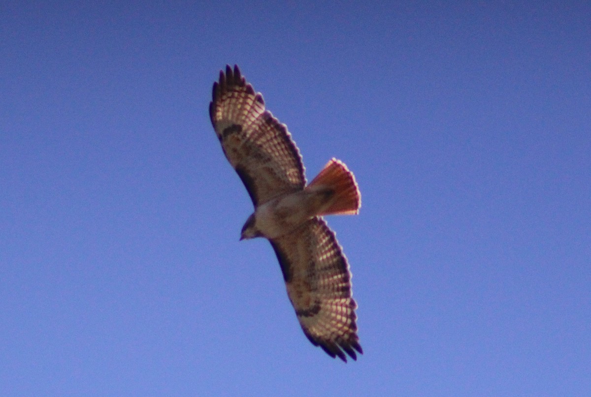 Red-tailed Hawk - ML620845655