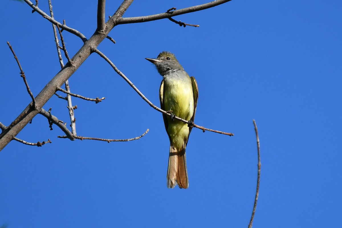 Great Crested Flycatcher - ML620845660