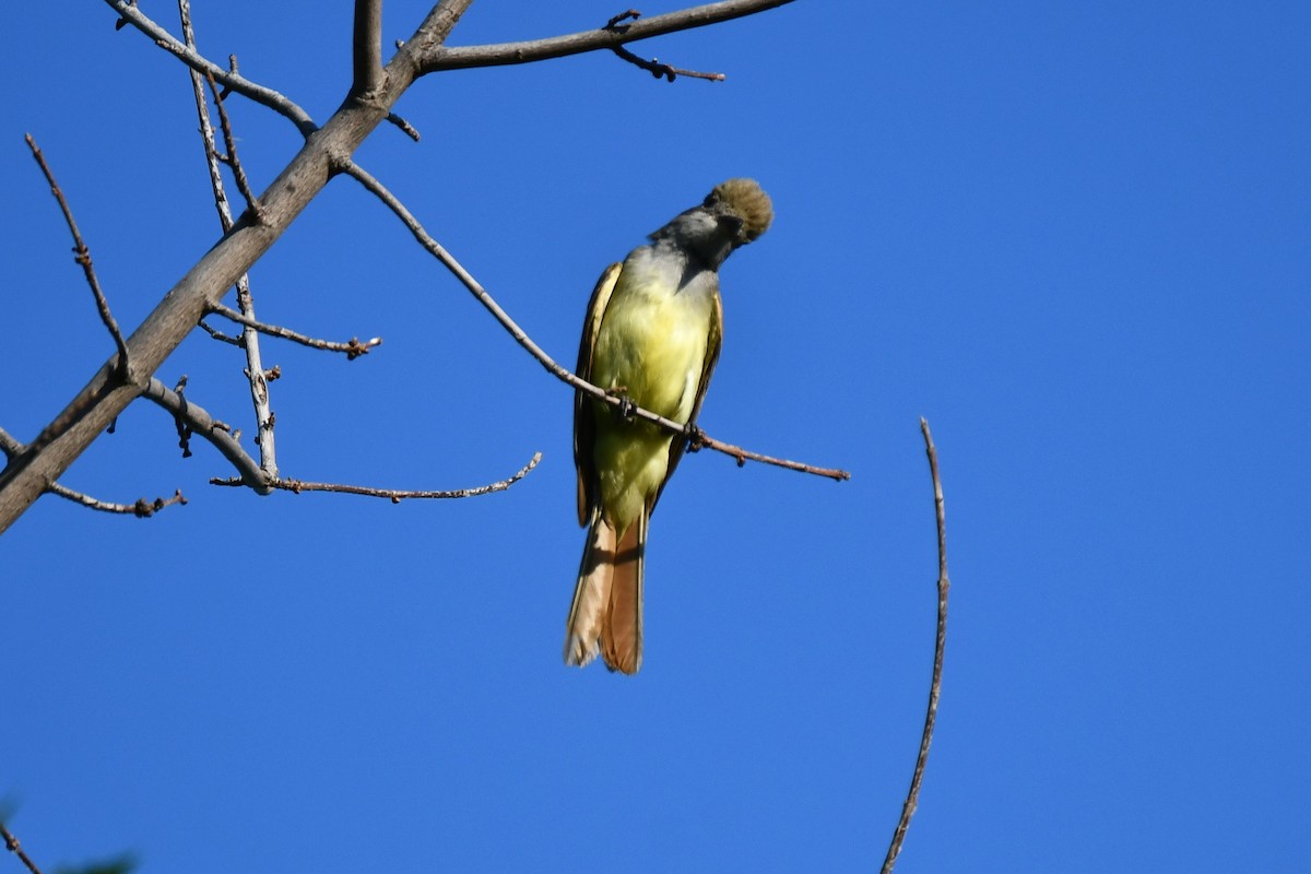 Great Crested Flycatcher - ML620845661