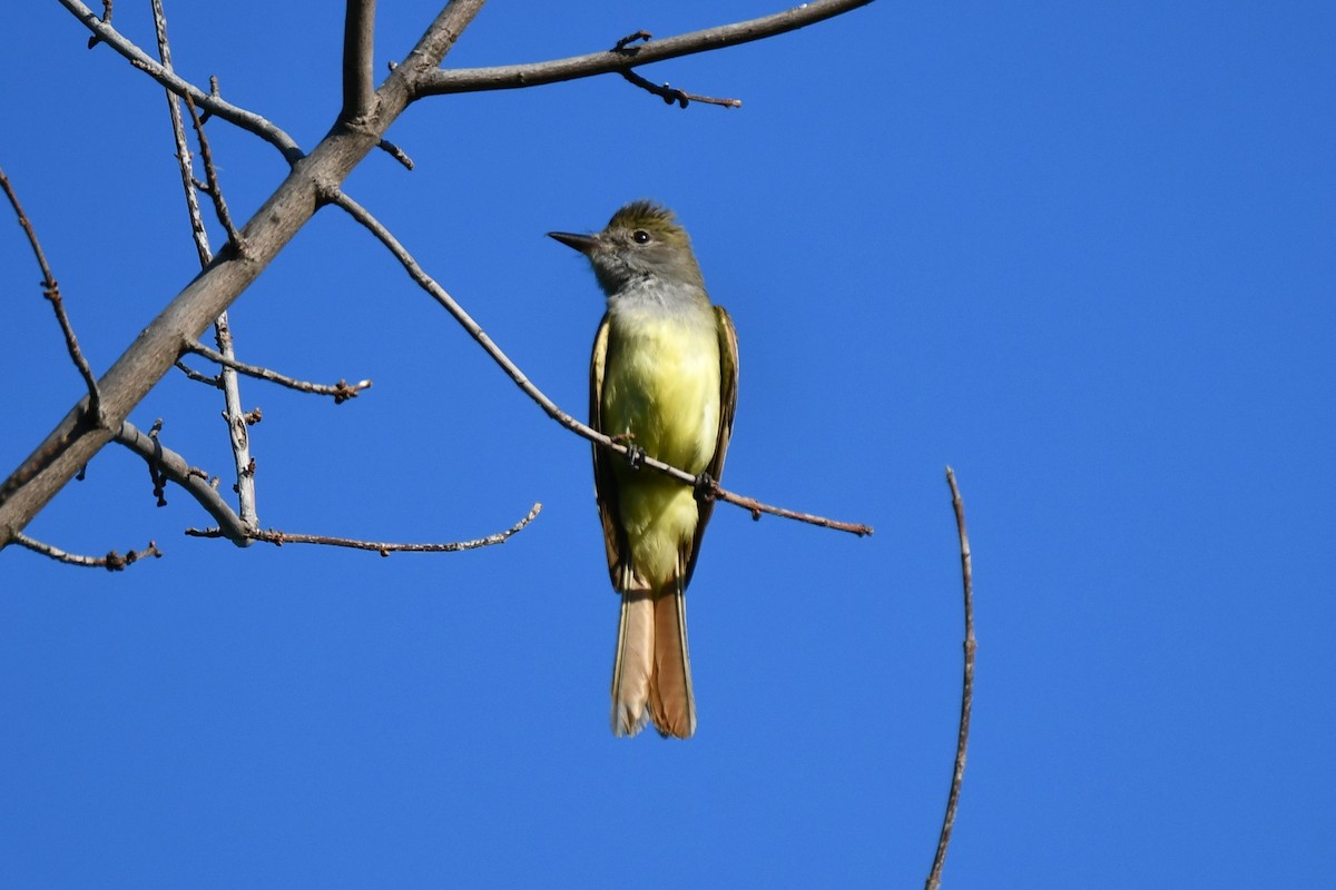 Great Crested Flycatcher - ML620845662