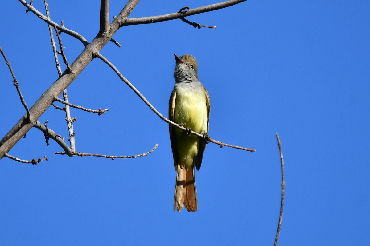 Great Crested Flycatcher - ML620845663