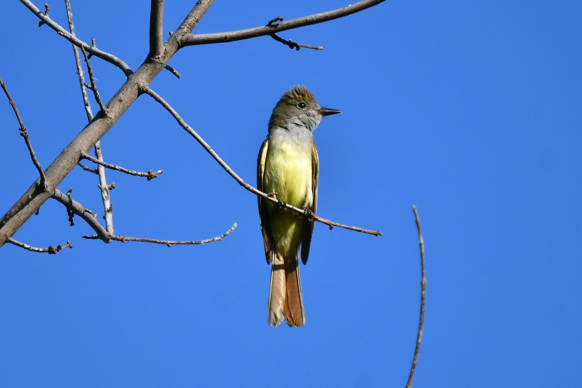 Great Crested Flycatcher - ML620845664