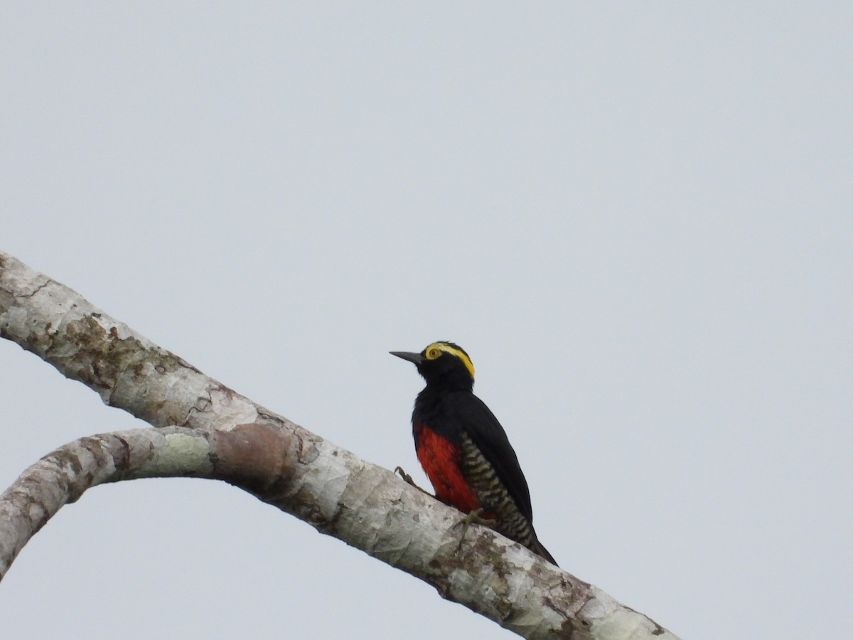 Yellow-tufted Woodpecker - ML620845683