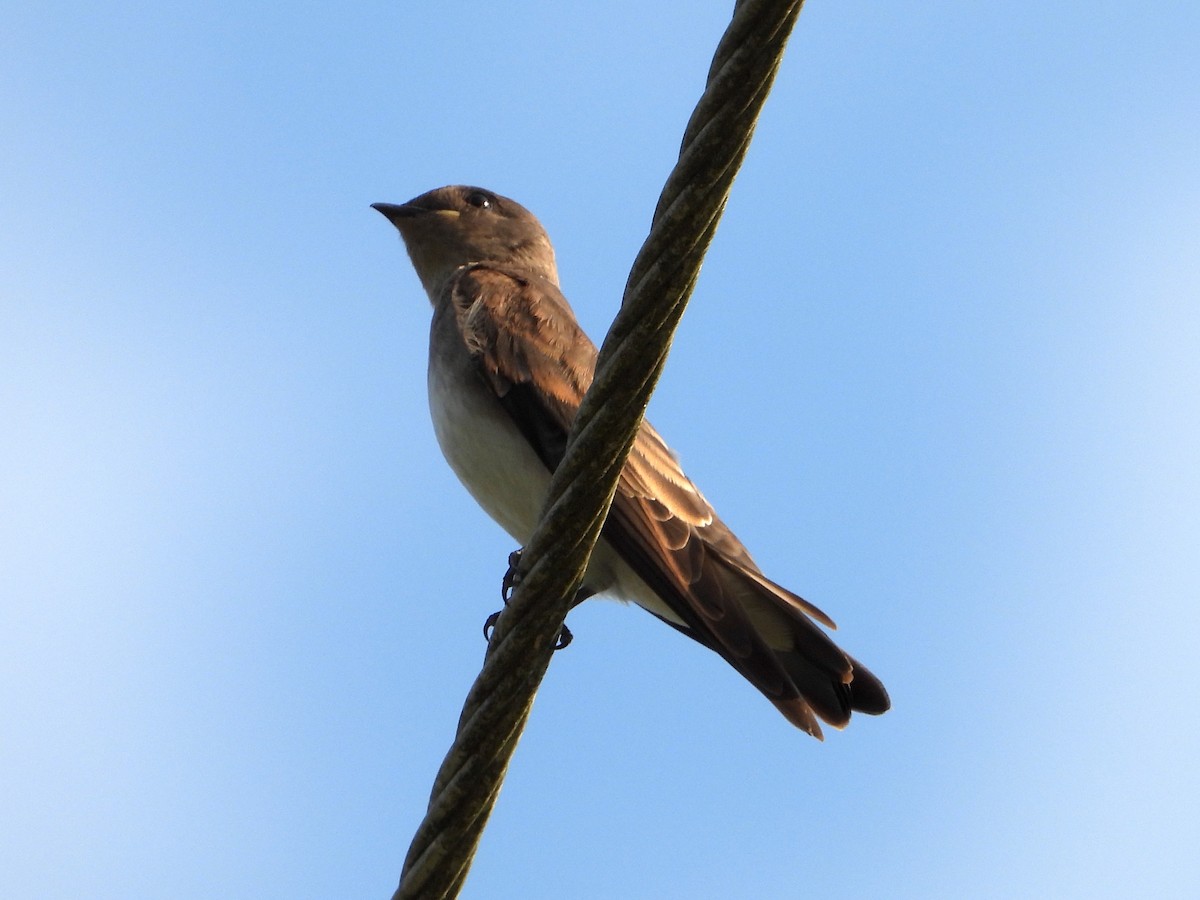 Northern Rough-winged Swallow - ML620845697