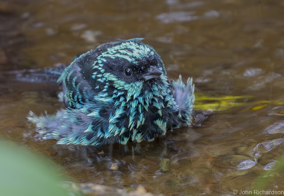 Beryl-spangled Tanager - John Richardson