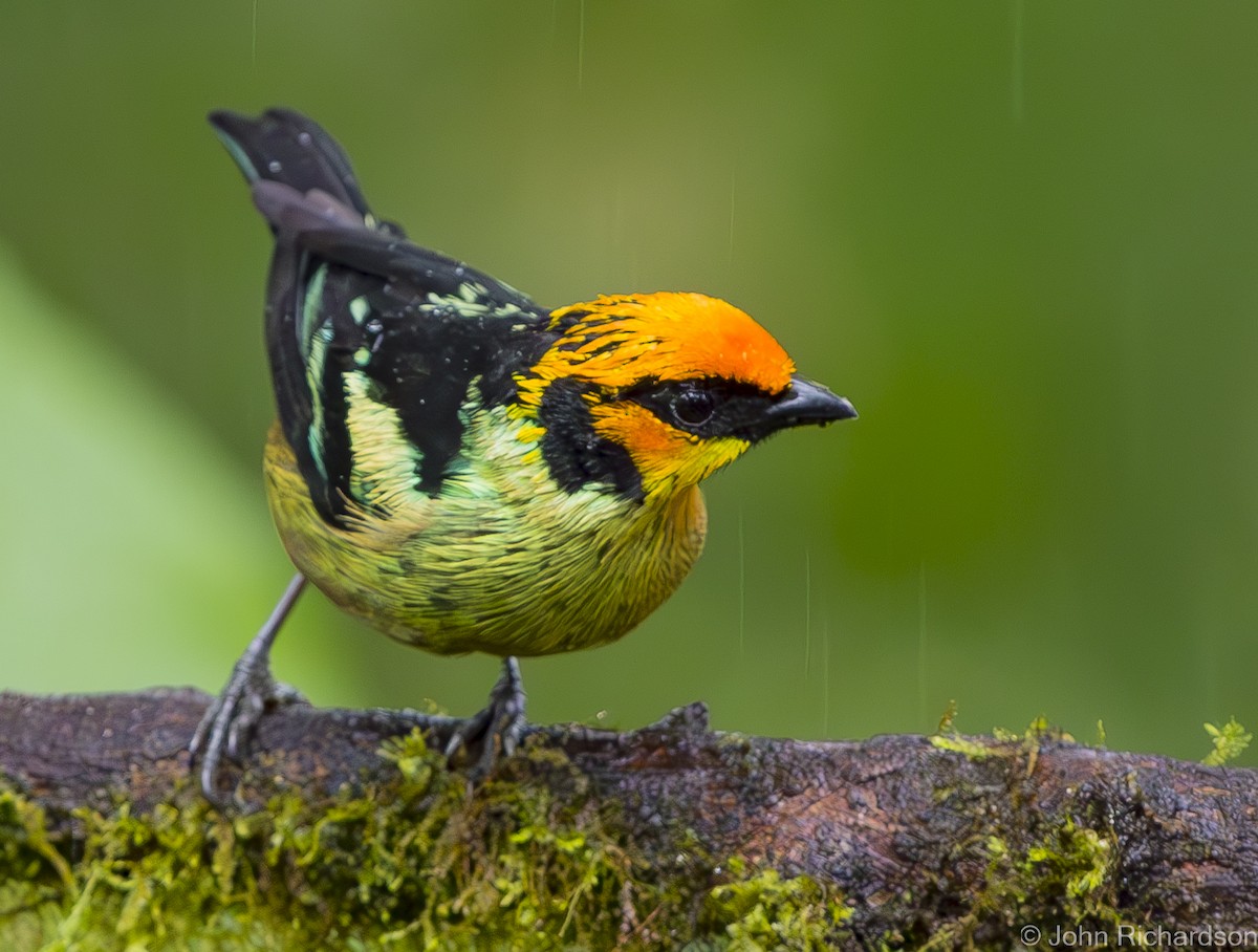 Flame-faced Tanager - ML620845725