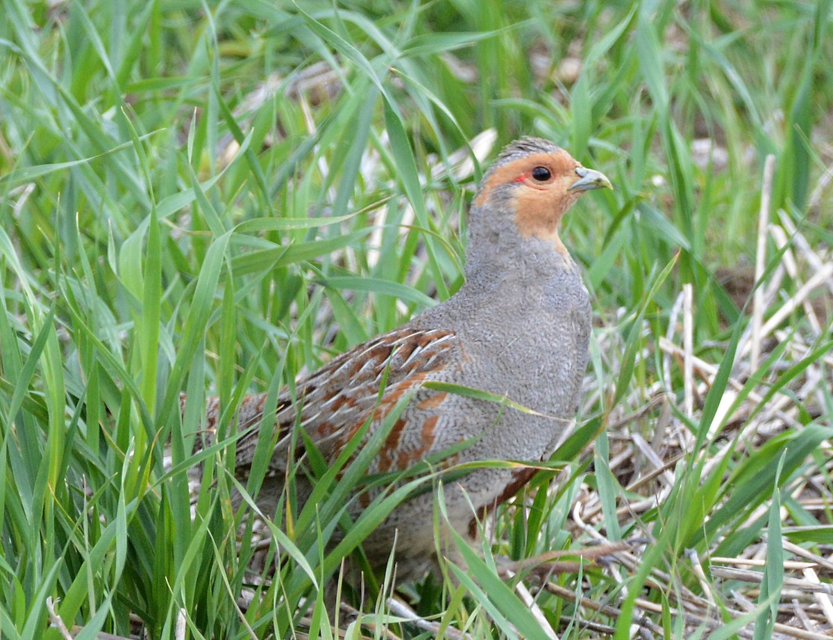 Gray Partridge - ML620845728