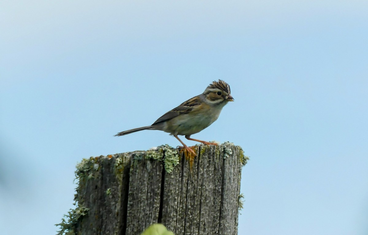 Clay-colored Sparrow - ML620845729