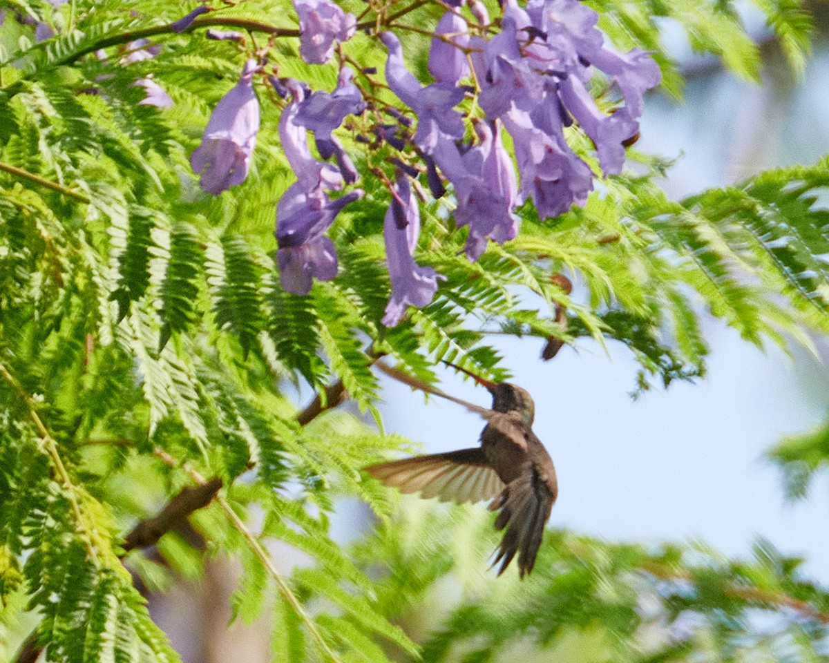 kolibřík temnobřichý - ML620845730