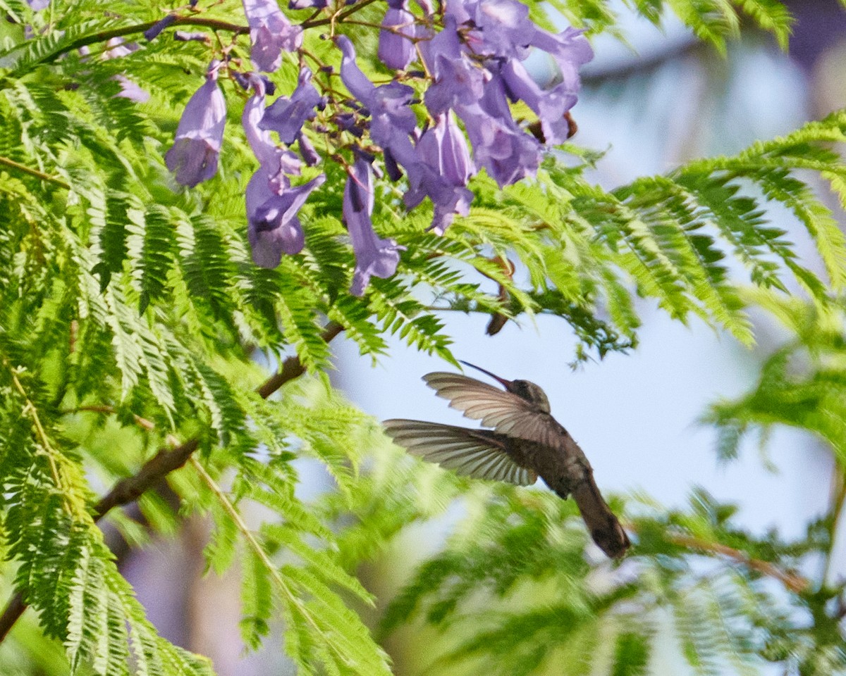 kolibřík temnobřichý - ML620845731