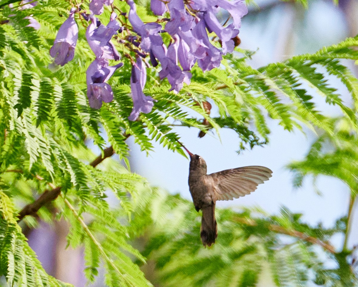 kolibřík temnobřichý - ML620845732