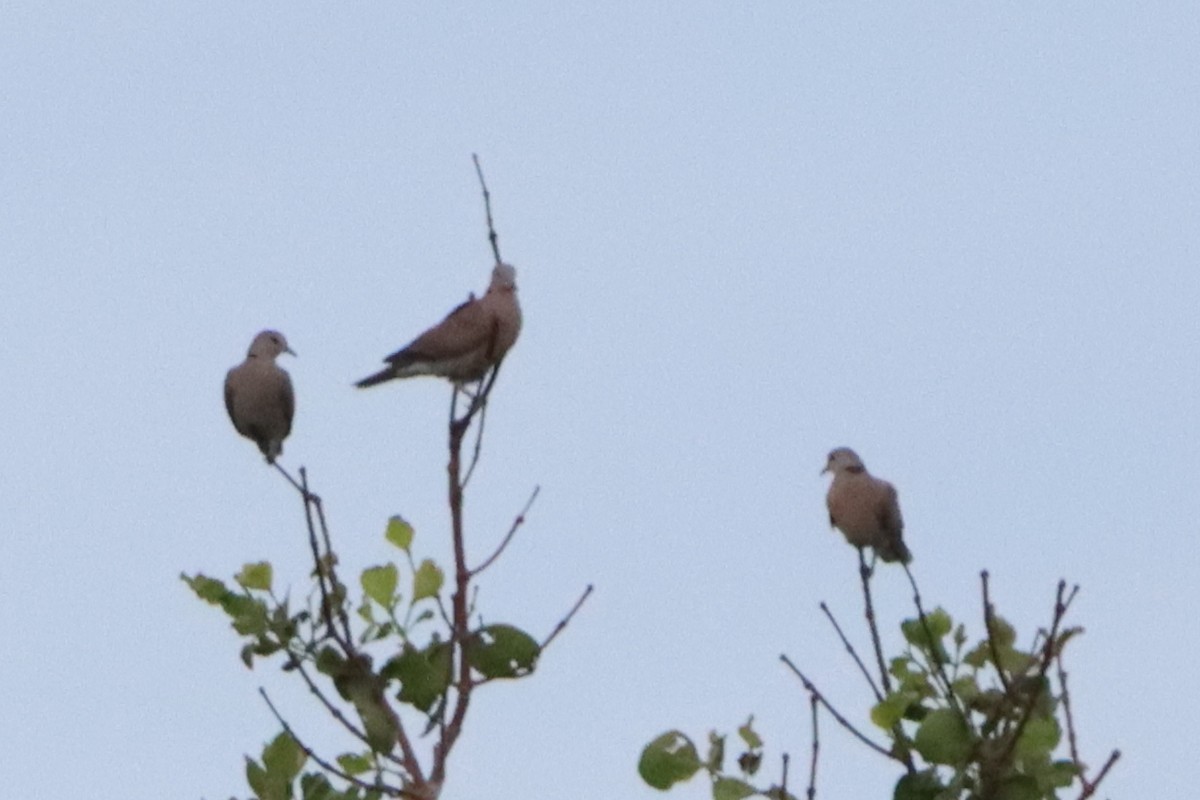 Red Collared-Dove - ML620845772