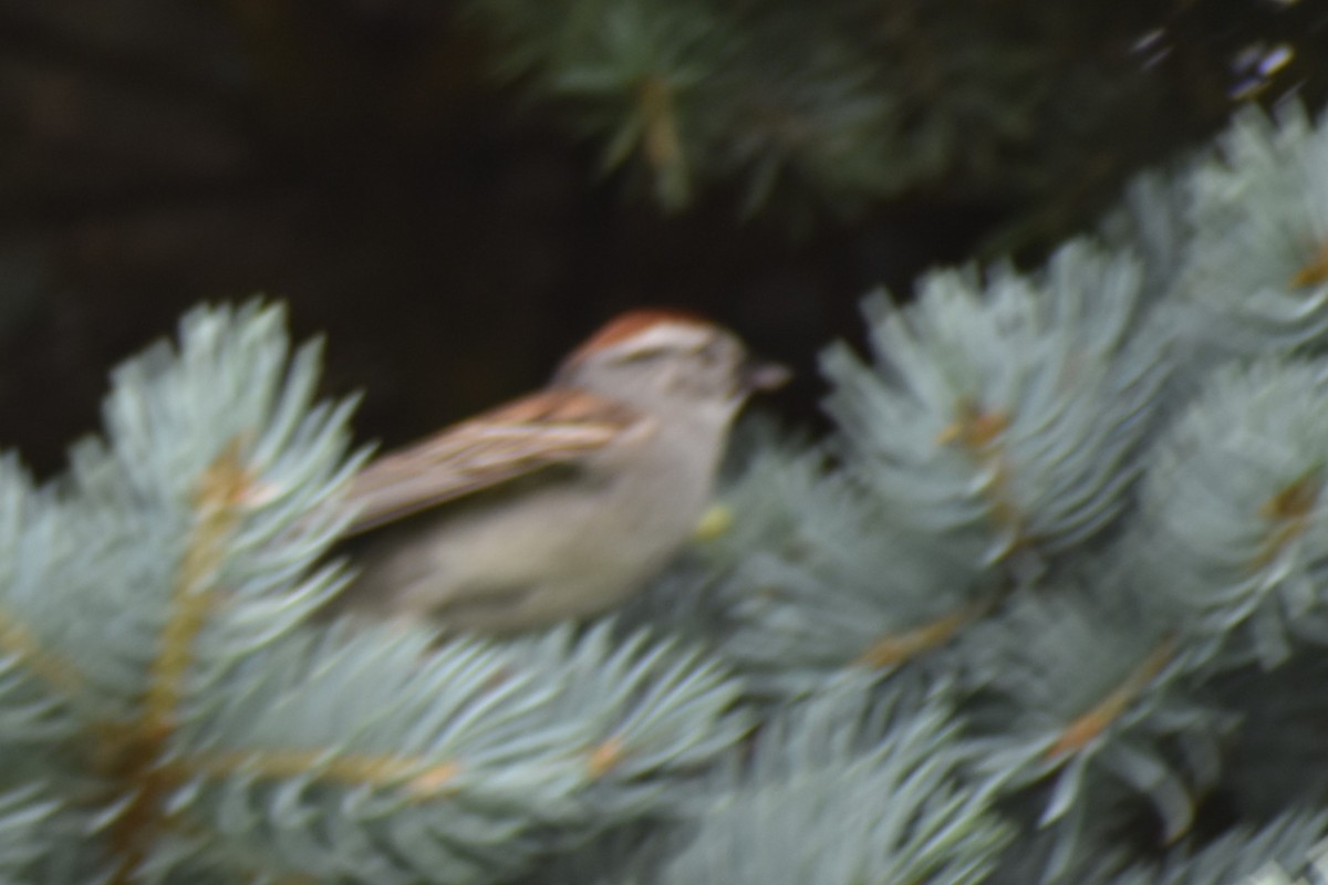 Chipping Sparrow - ML620845780