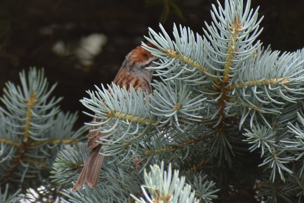 Chipping Sparrow - ML620845783
