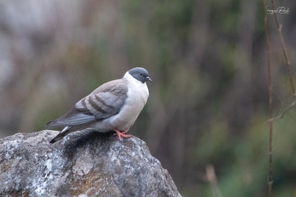 Snow Pigeon - ML620845785