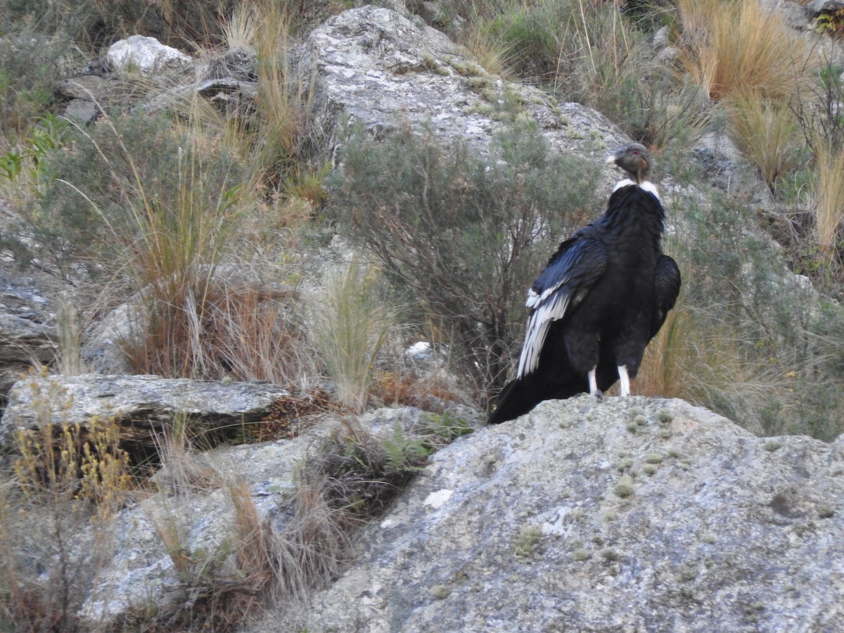 Andean Condor - ML620845797