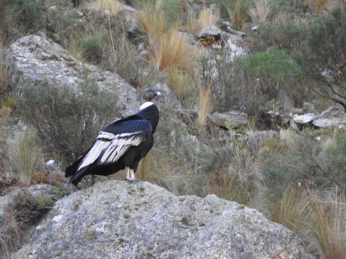 Condor des Andes - ML620845798