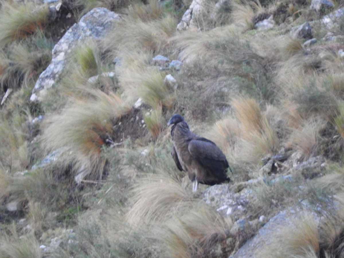 Andean Condor - ML620845799