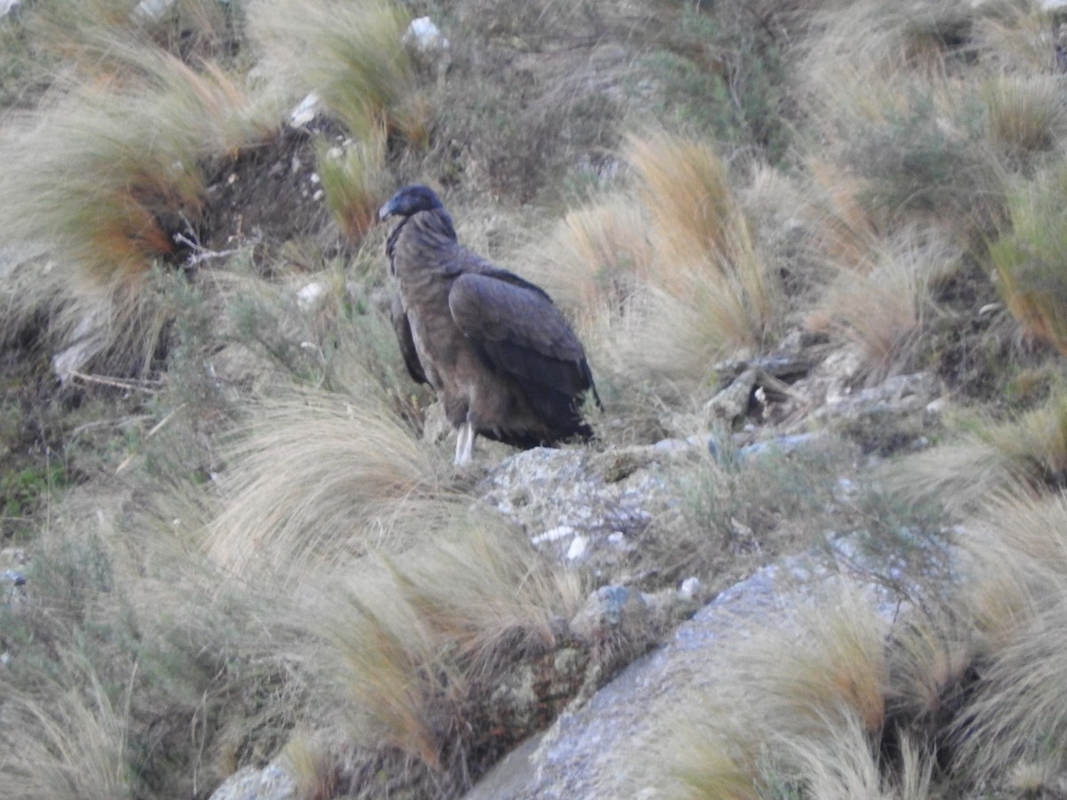 Andean Condor - ML620845800
