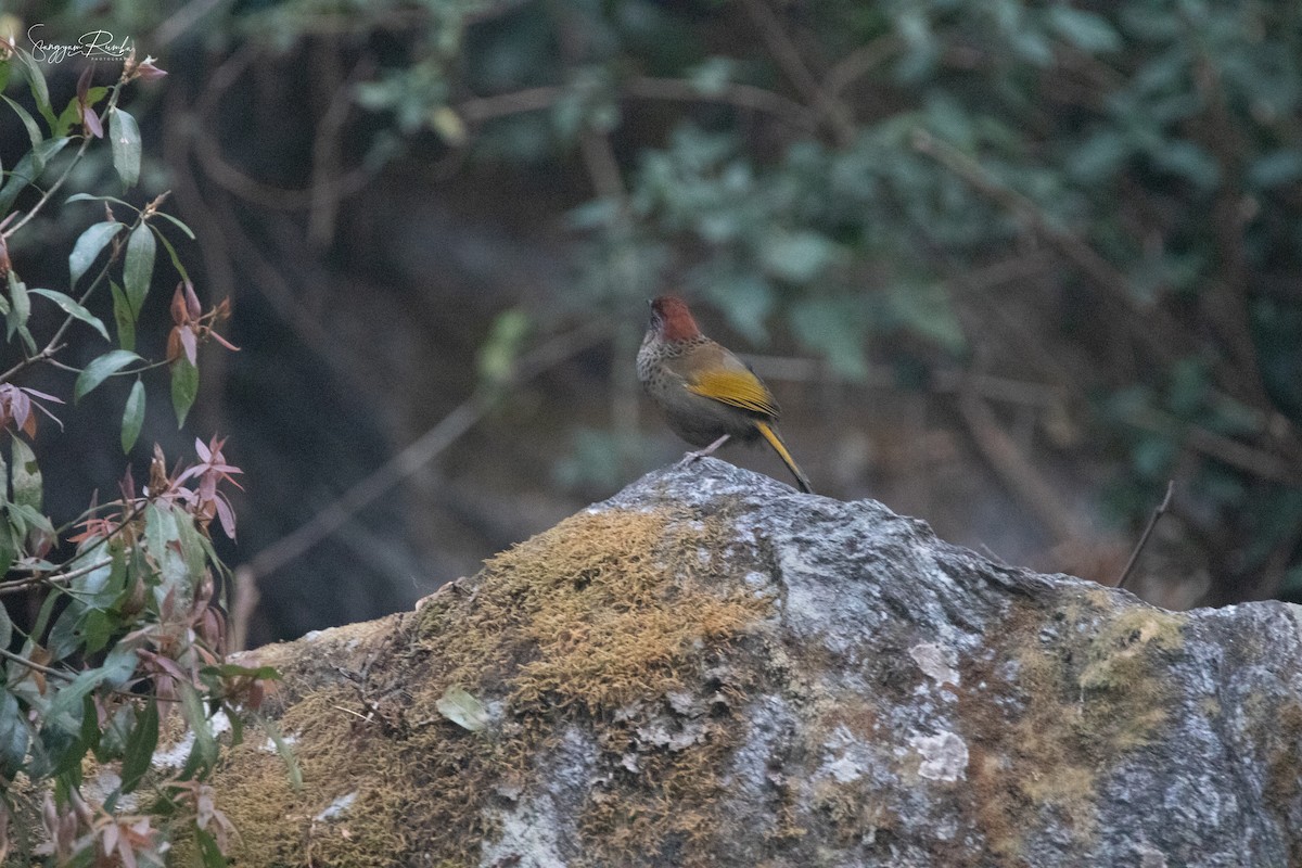 Chestnut-crowned Laughingthrush - ML620845822