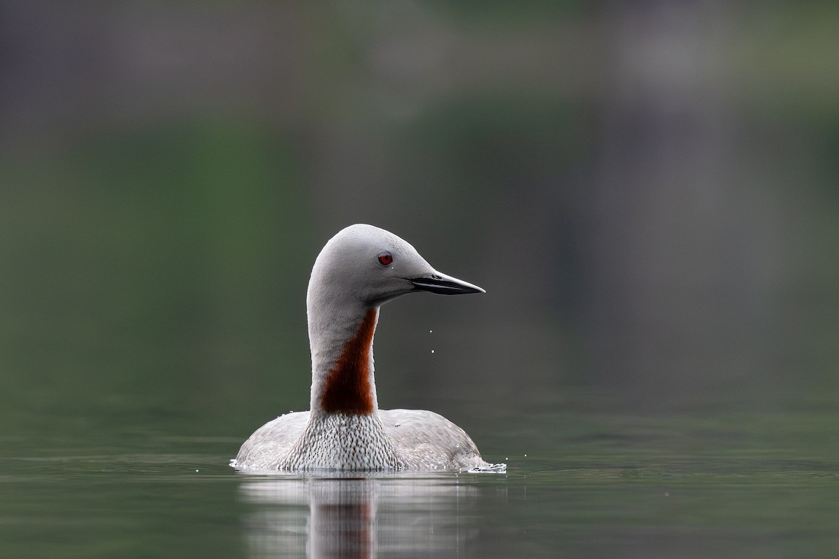 Red-throated Loon - ML620845844