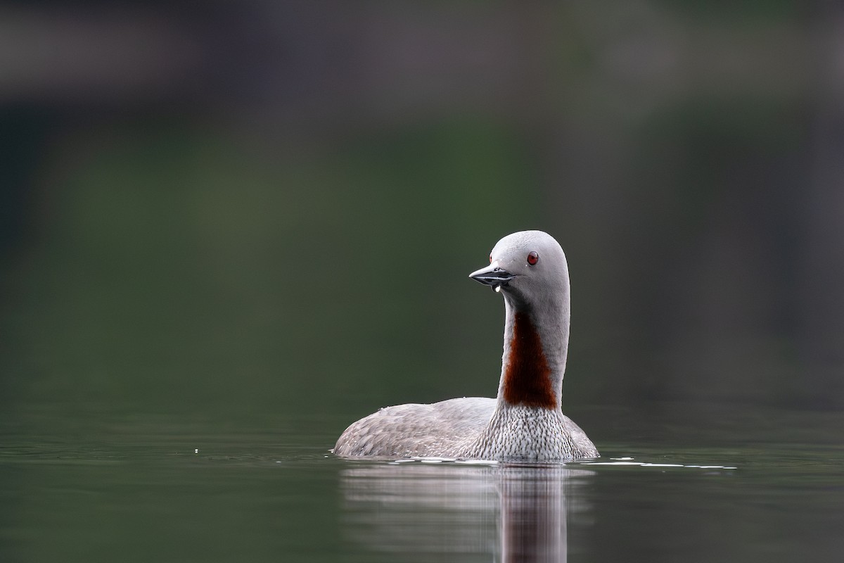 Red-throated Loon - ML620845845
