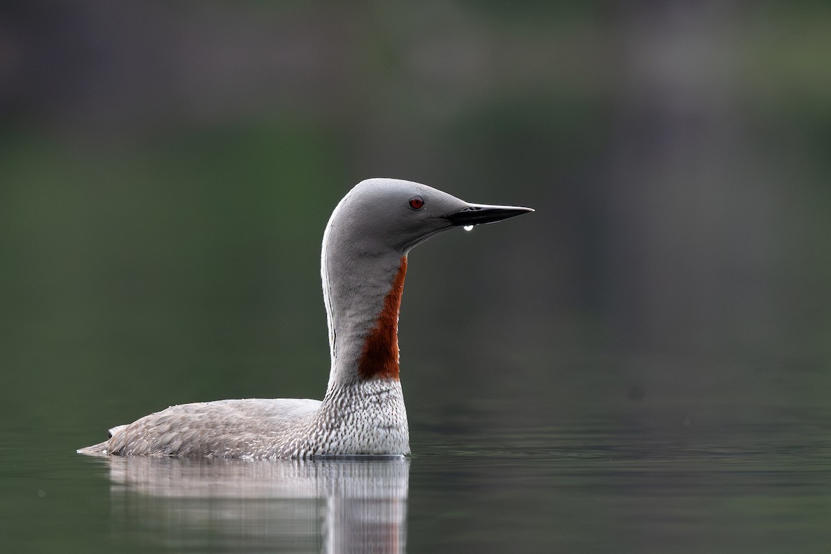 Red-throated Loon - ML620845846