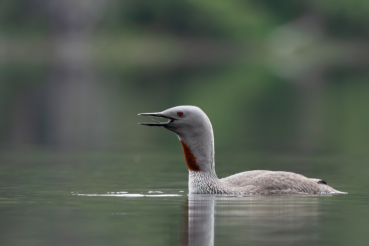 Red-throated Loon - ML620845848