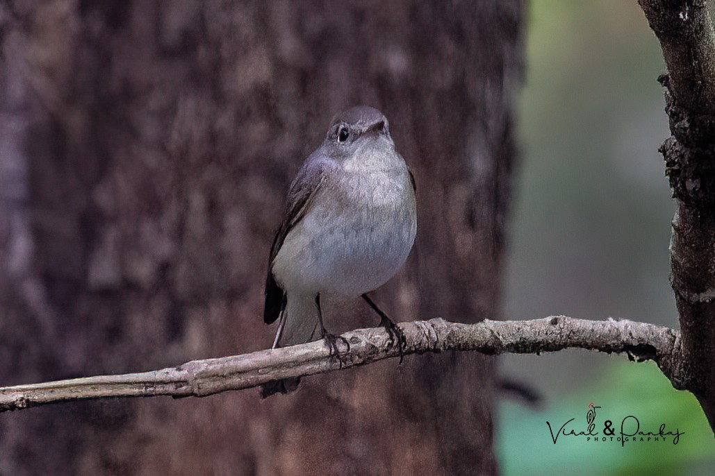 Red-breasted Flycatcher - ML620845851