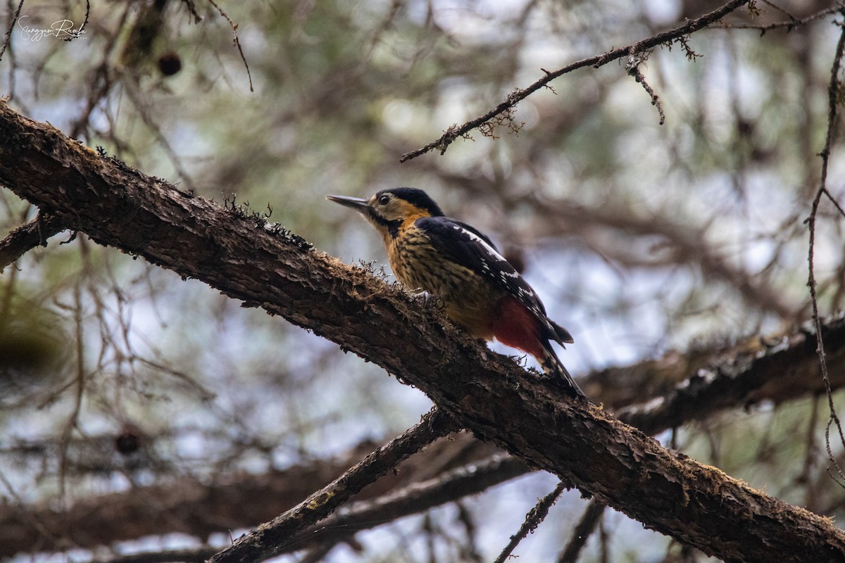 Darjeeling Woodpecker - ML620845862