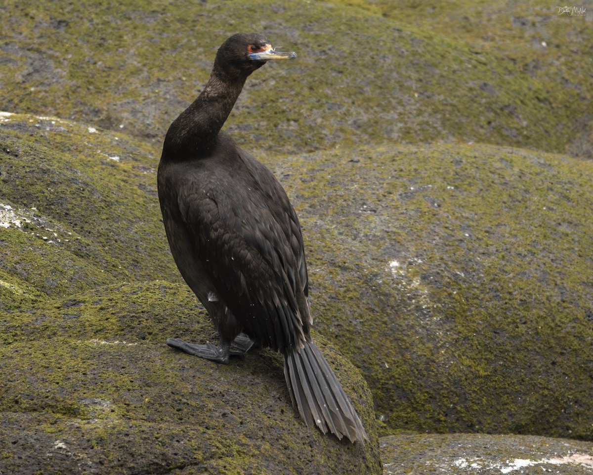 Red-faced Cormorant - ML620845875