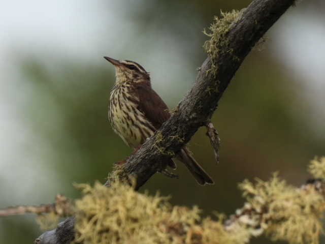 Northern Waterthrush - ML620845887