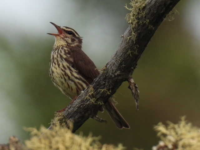 Northern Waterthrush - ML620845889
