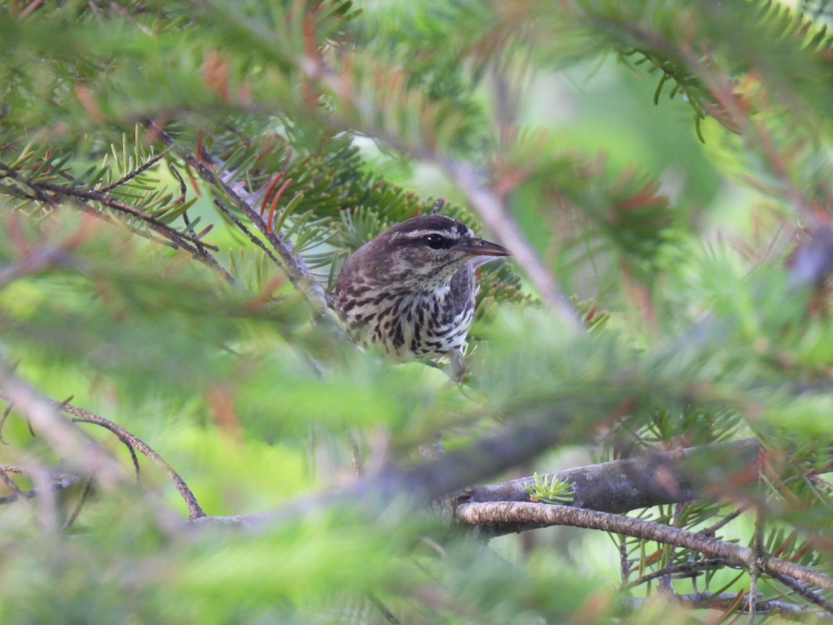 vannparula - ML620845890