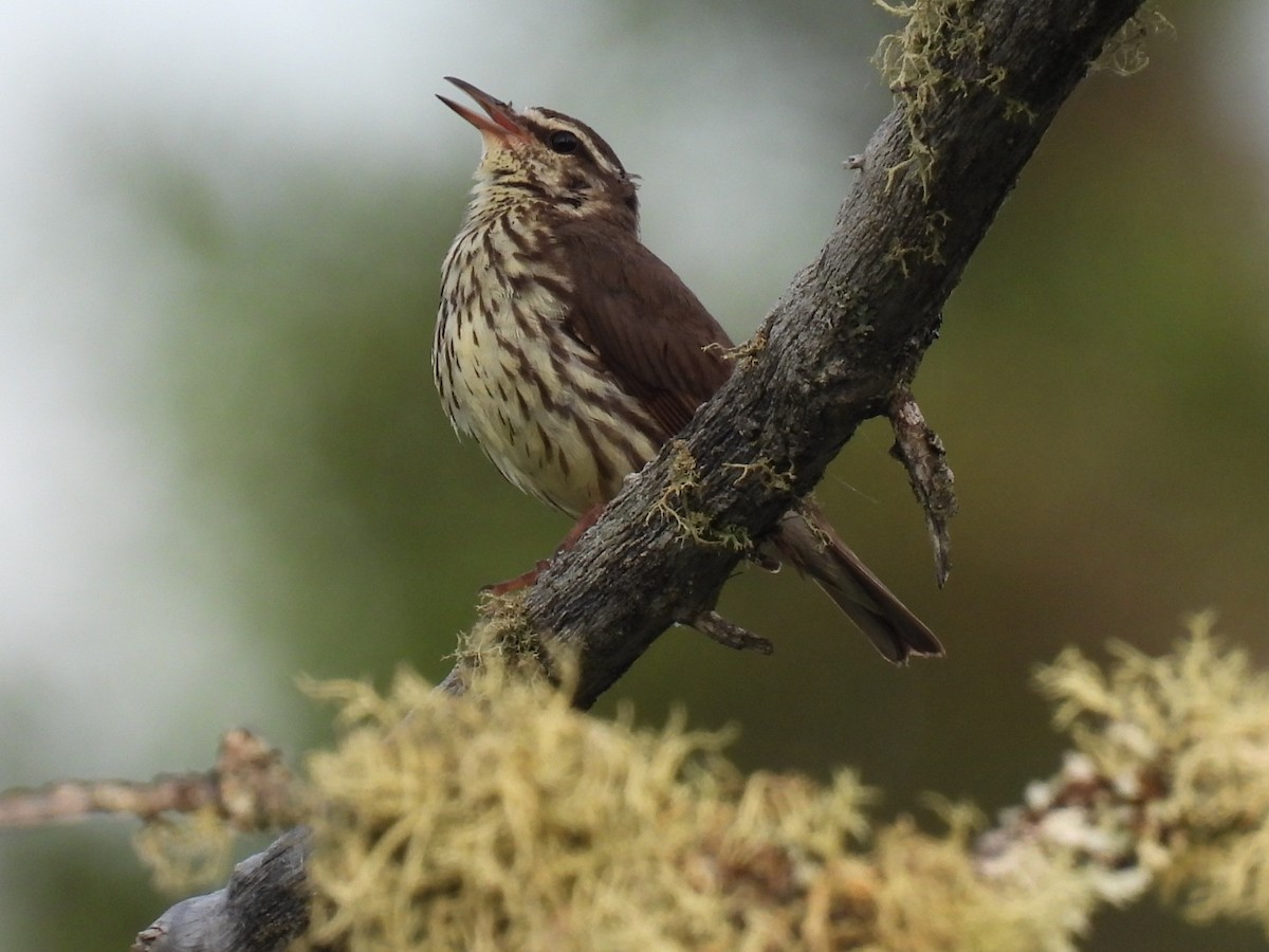 vannparula - ML620845891