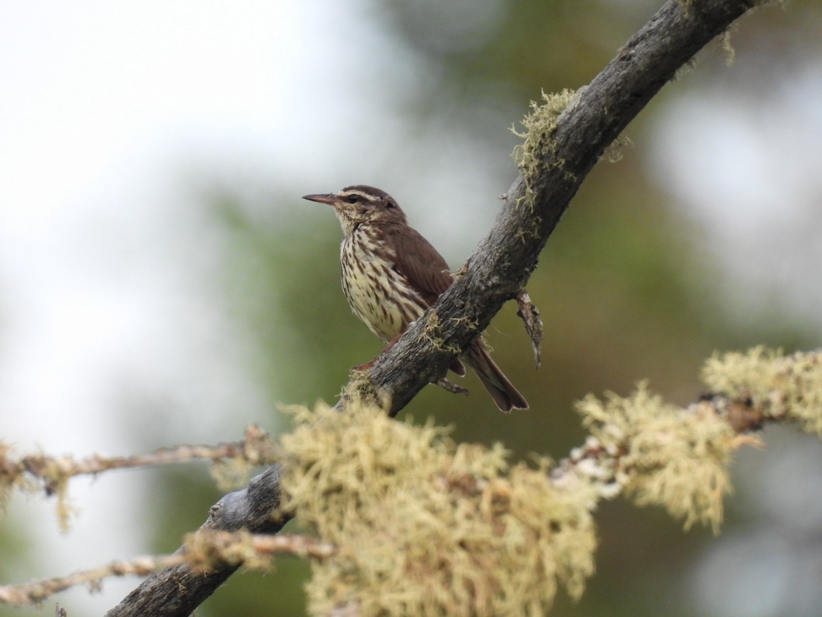 vannparula - ML620845892