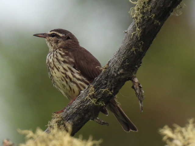 Northern Waterthrush - ML620845893