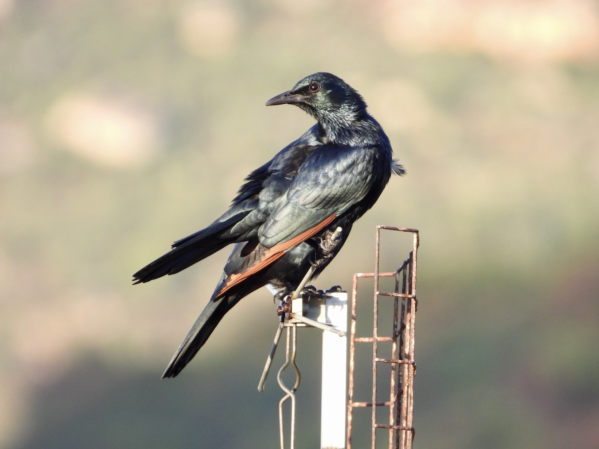 Red-winged Starling - ML620845952