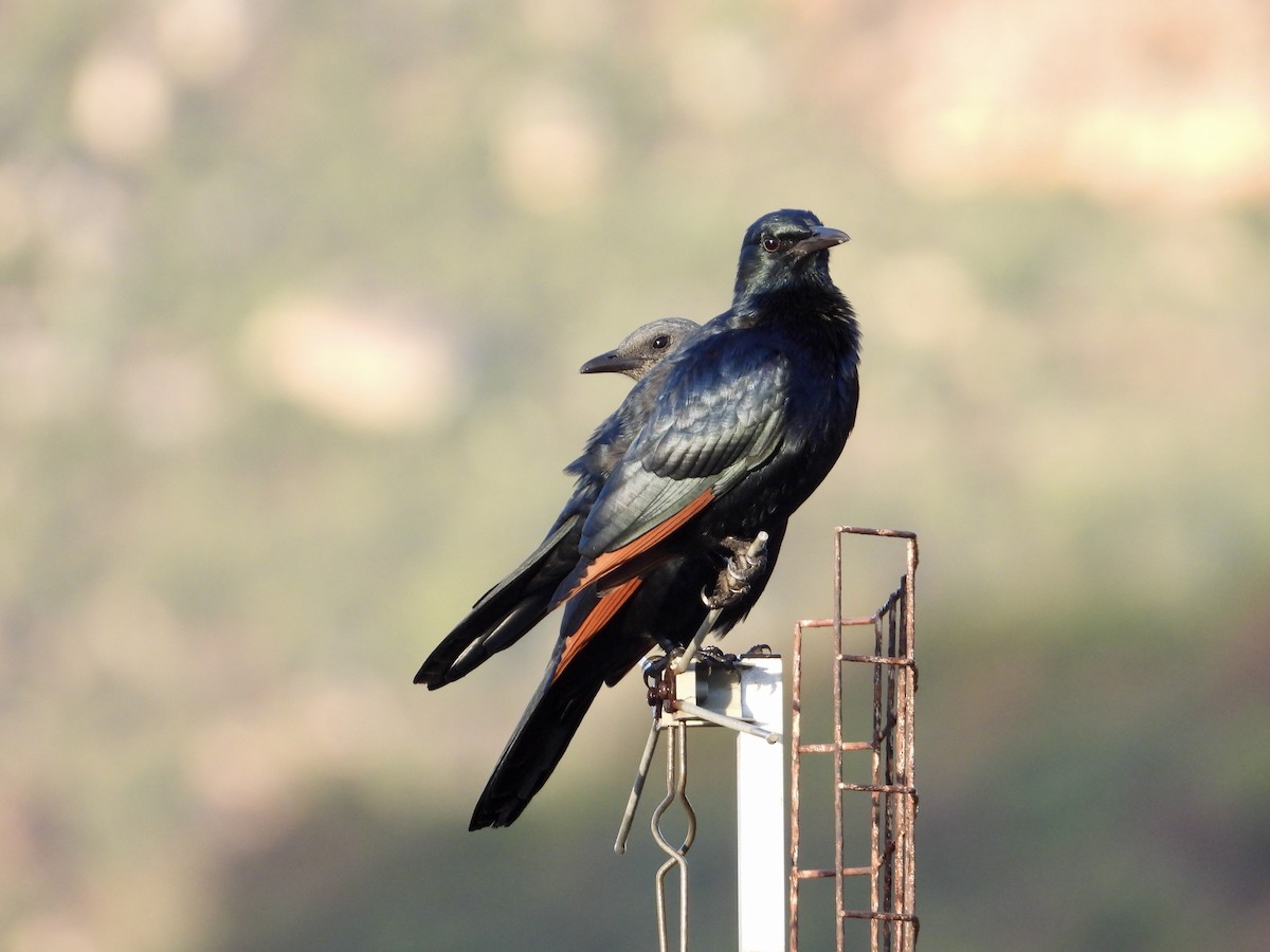 Red-winged Starling - ML620845953