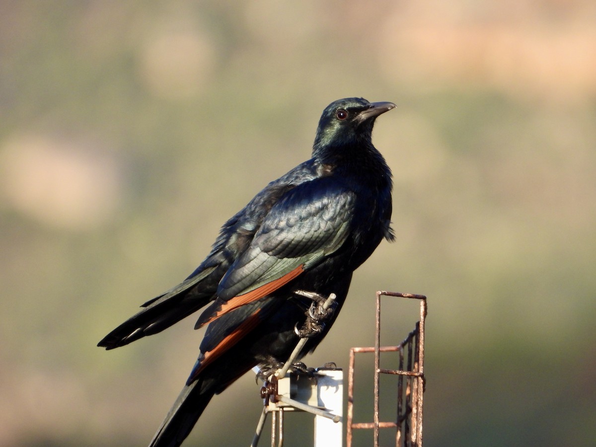 Red-winged Starling - ML620845954