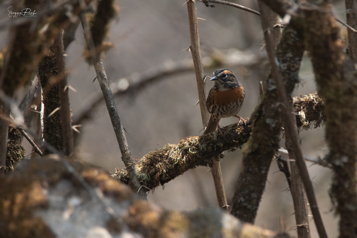 Rufous-breasted Accentor - ML620845960
