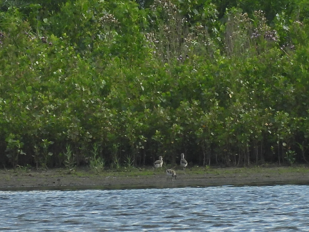 Avoceta Americana - ML620845972