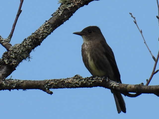 Olive-sided Flycatcher - ML620845974