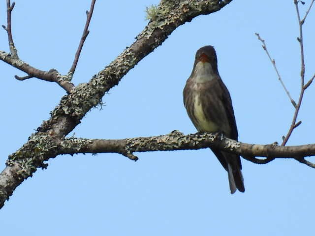 Olive-sided Flycatcher - ML620845978