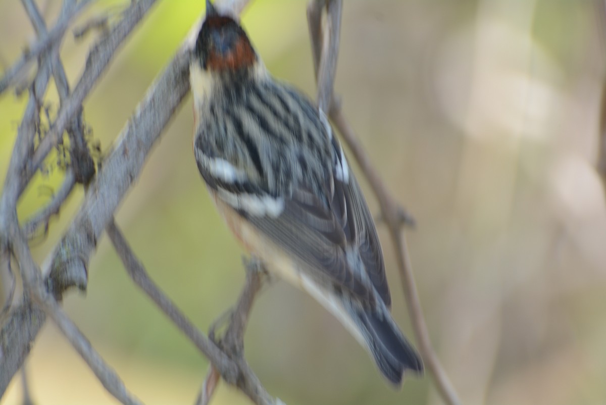 Bay-breasted Warbler - ML620846041