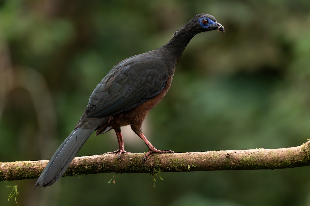 Sickle-winged Guan - ML620846062