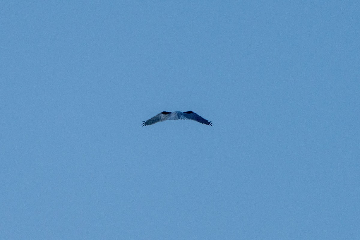 Black-shouldered Kite - ML620846074