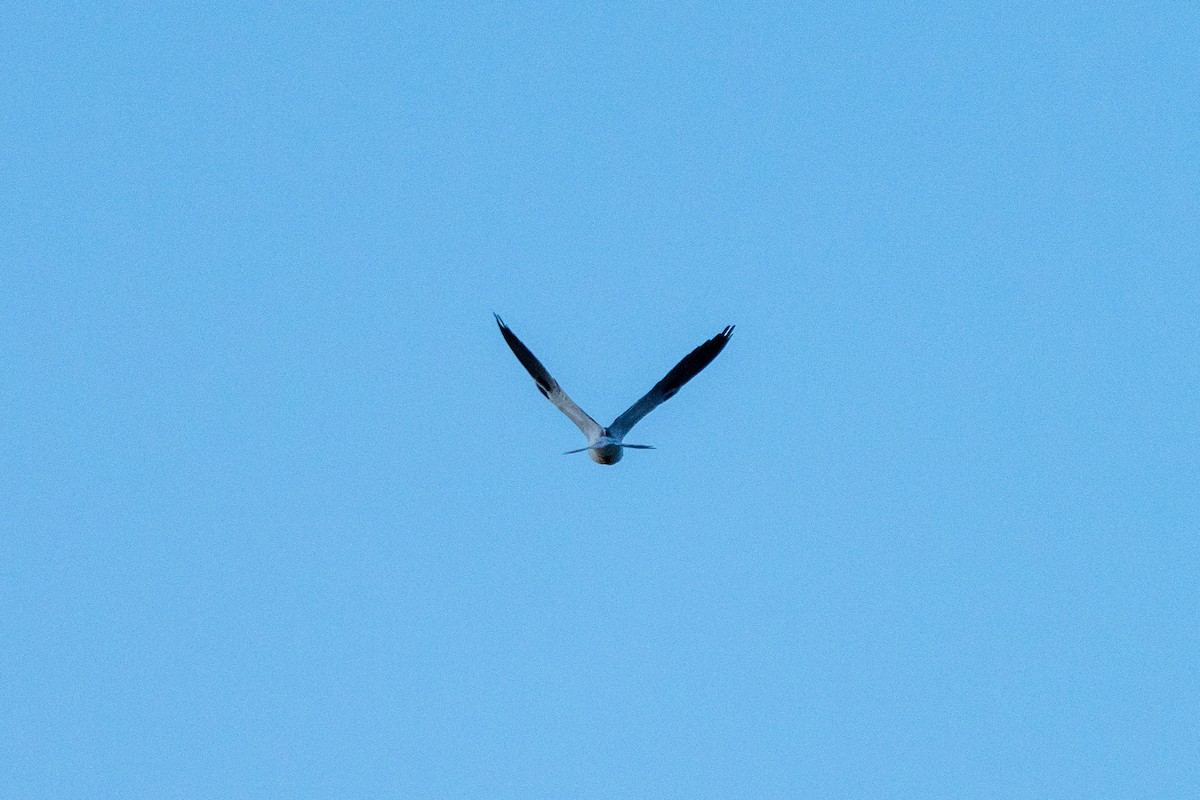 Black-shouldered Kite - ML620846075