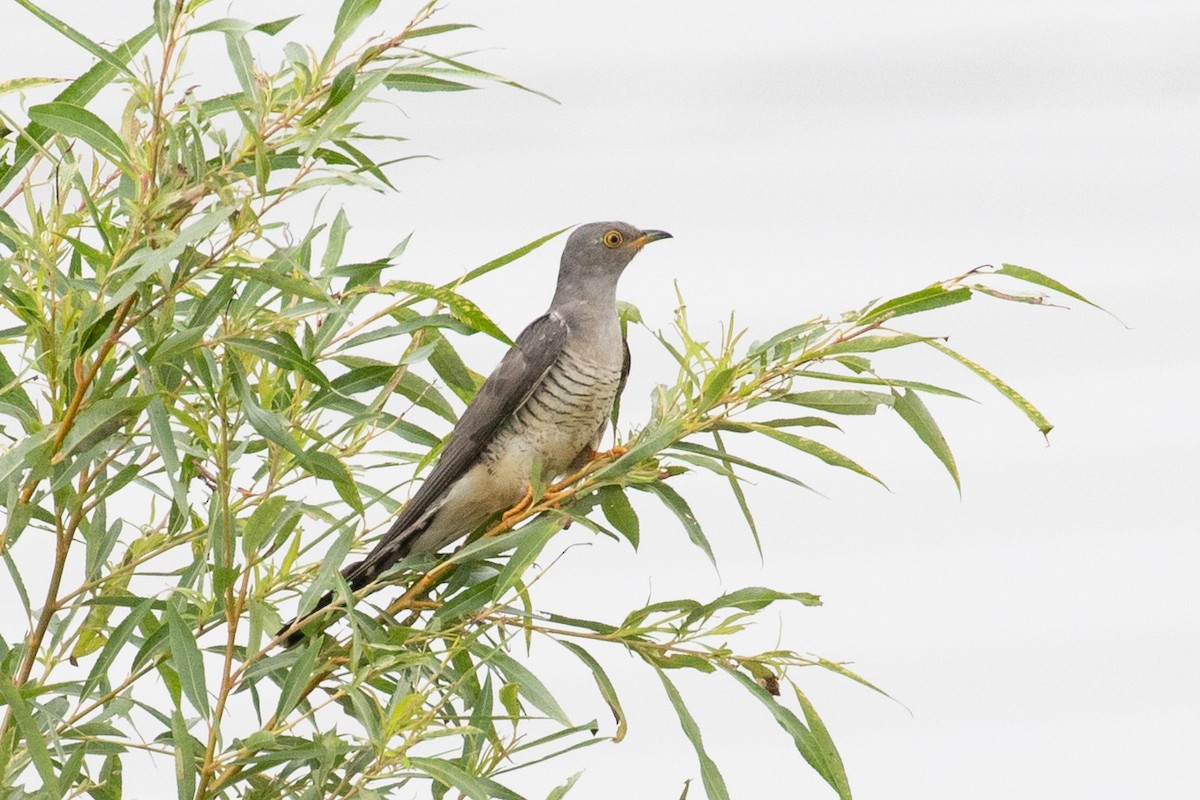 Common Cuckoo - ML620846078