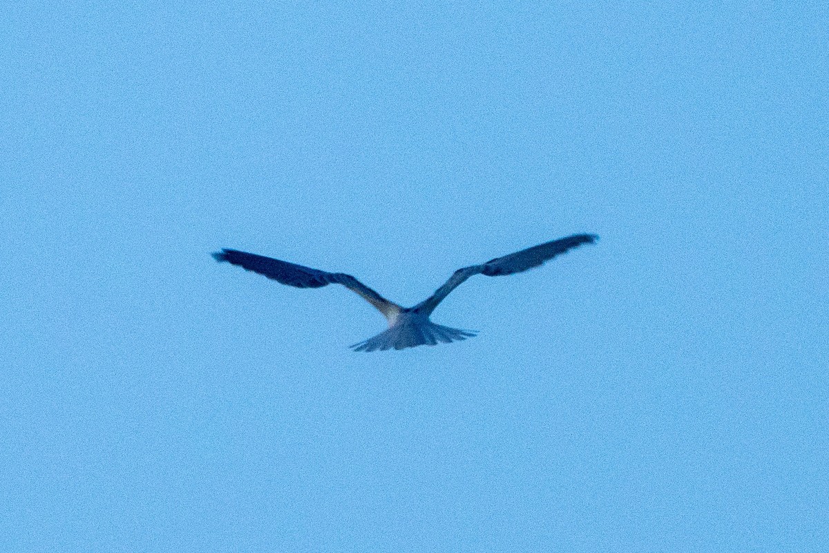 Black-shouldered Kite - ML620846092